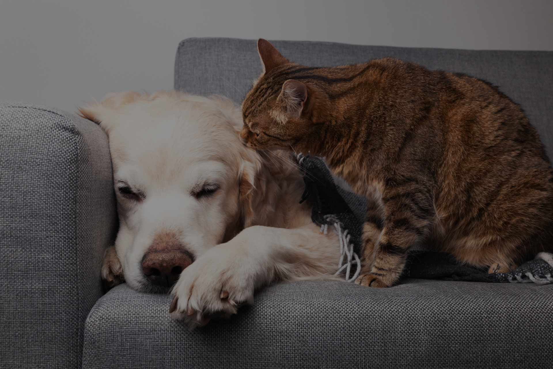 éducation canine, éducateur canin, rééducation, dressage