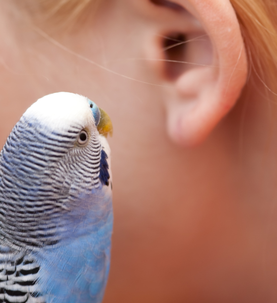 morsure, griffure, pincement