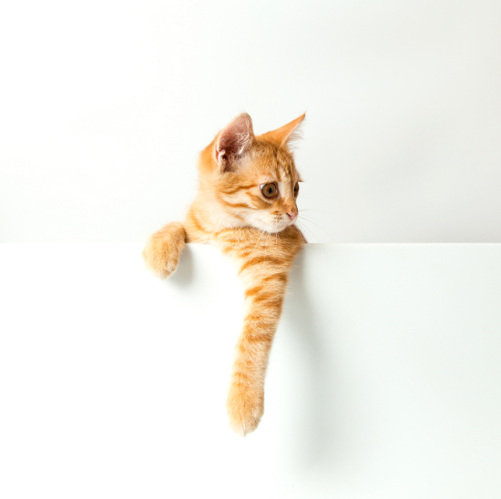 tire en laisse, dominant, soumis, signaux d’apaisement